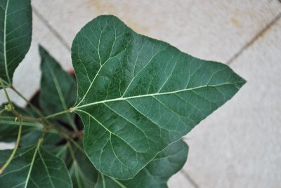 Brachychiton populneus - brachychiton topolový - detial listu 2